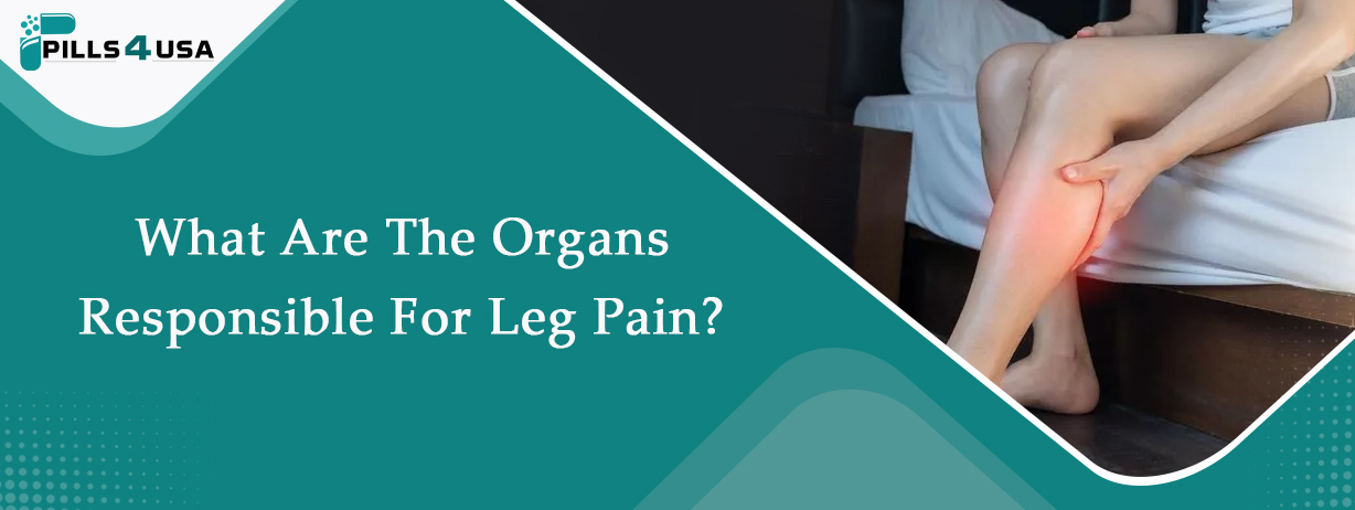 What Are The Organs Responsible For Leg Pain?