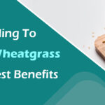 Wheatgrass